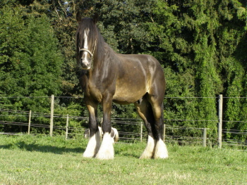 sogar einem Shire-Horse gefällt es